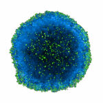 plasmactcell